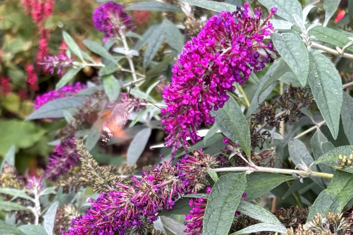 Paars-roze bloemen van de vlinderstruik