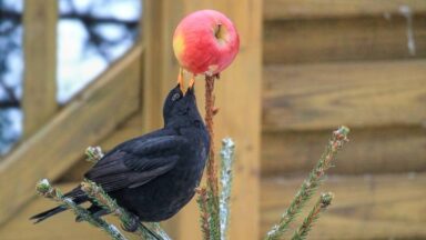 Vogel eet van een appel in de tuin.