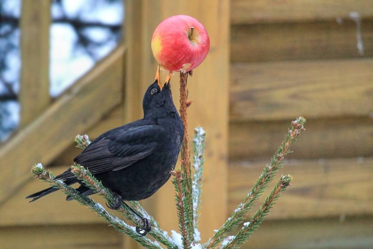 Vogel eet van een appel in de tuin.