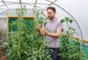 Man draait touw om grote tomatenplant heen