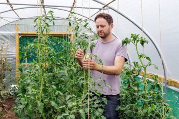 Man draait touw om grote tomatenplant heen