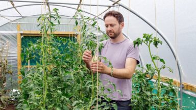 Mand draait touw om grote tomatenplant heen