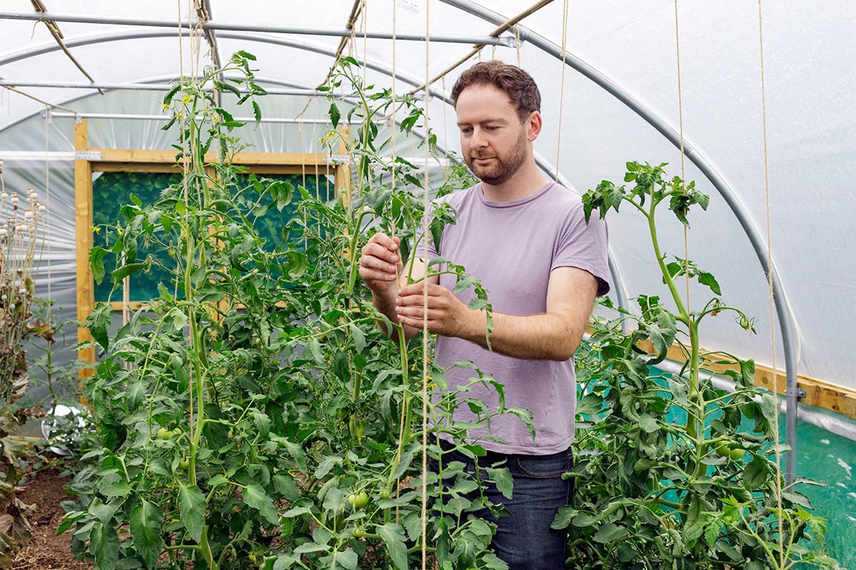 Mand draait touw om grote tomatenplant heen