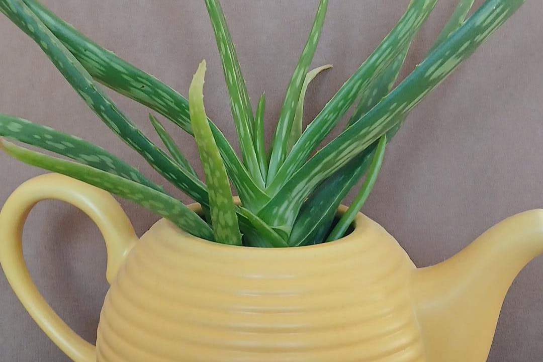 Gele theepot met een sprieterige plant erin