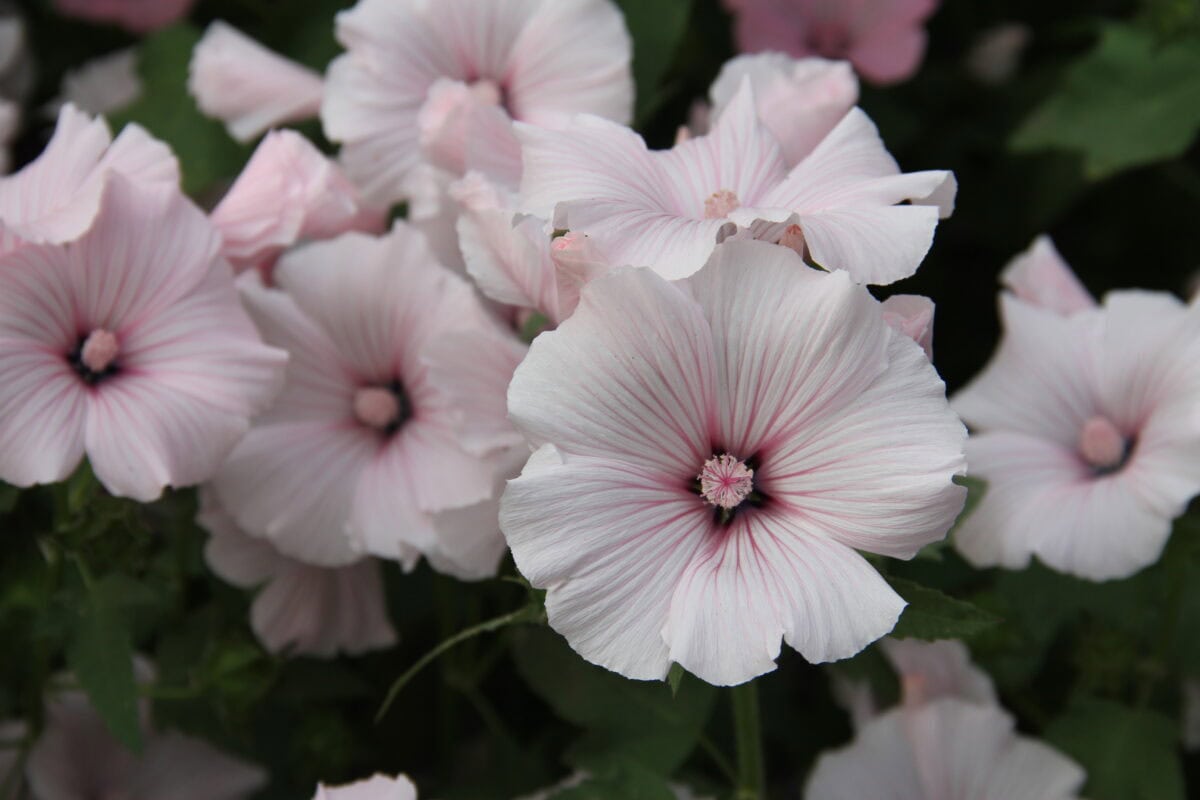 De trompetvormige bloemen van zachtroze bekermalva
