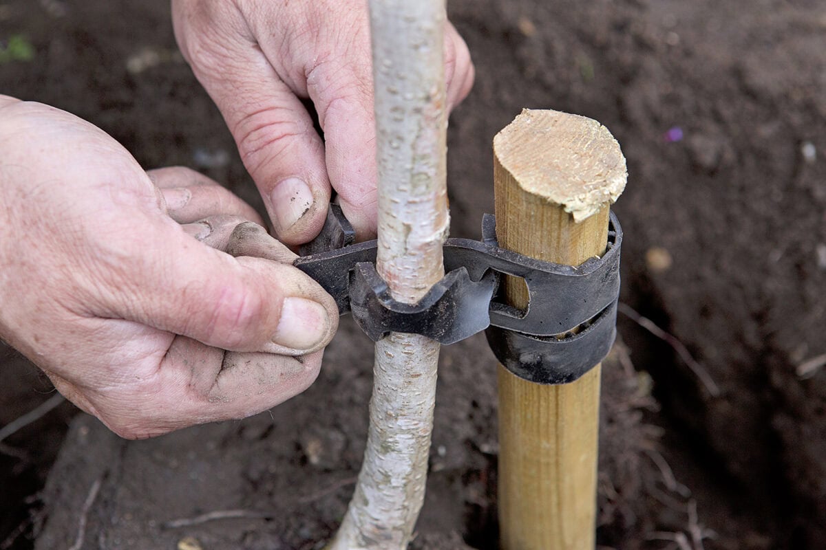 Een boom of plant kun je ondersteunen door deze aan een boompaal vast te maken met een flexibele band.