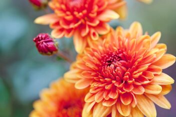 Oranje rode bloemen met veel blaadjes.