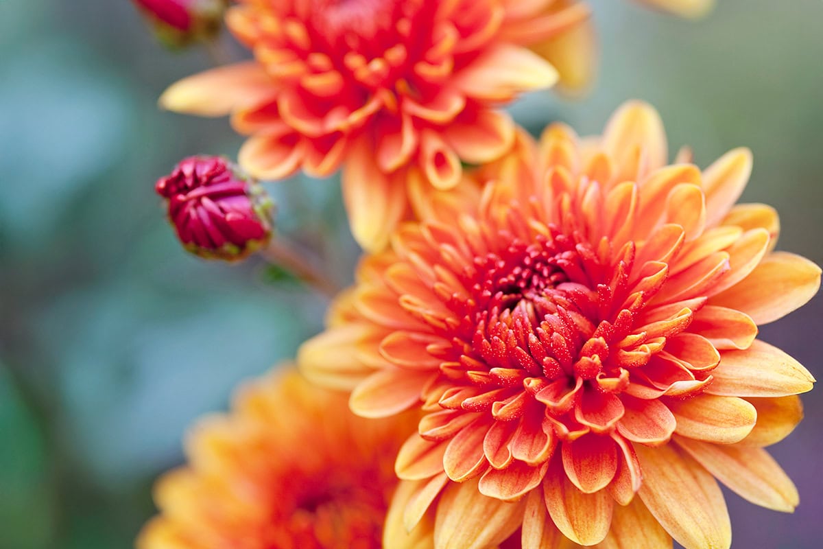 Oranje rode bloemen met veel blaadjes.