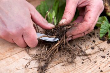 Afbeelding voor Deze 13 dingen doe je begin februari in de tuin
