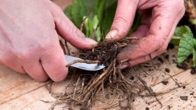 thumbnail voor Deze 13 dingen doe je begin februari in de tuin