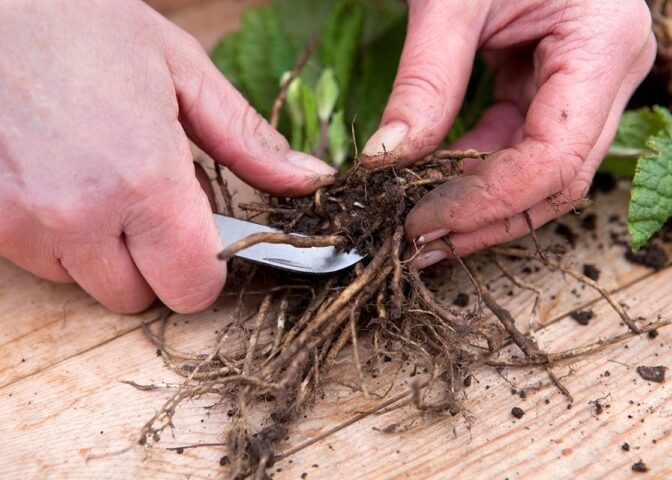 Cover voor Deze 13 dingen doe je begin februari in de tuin