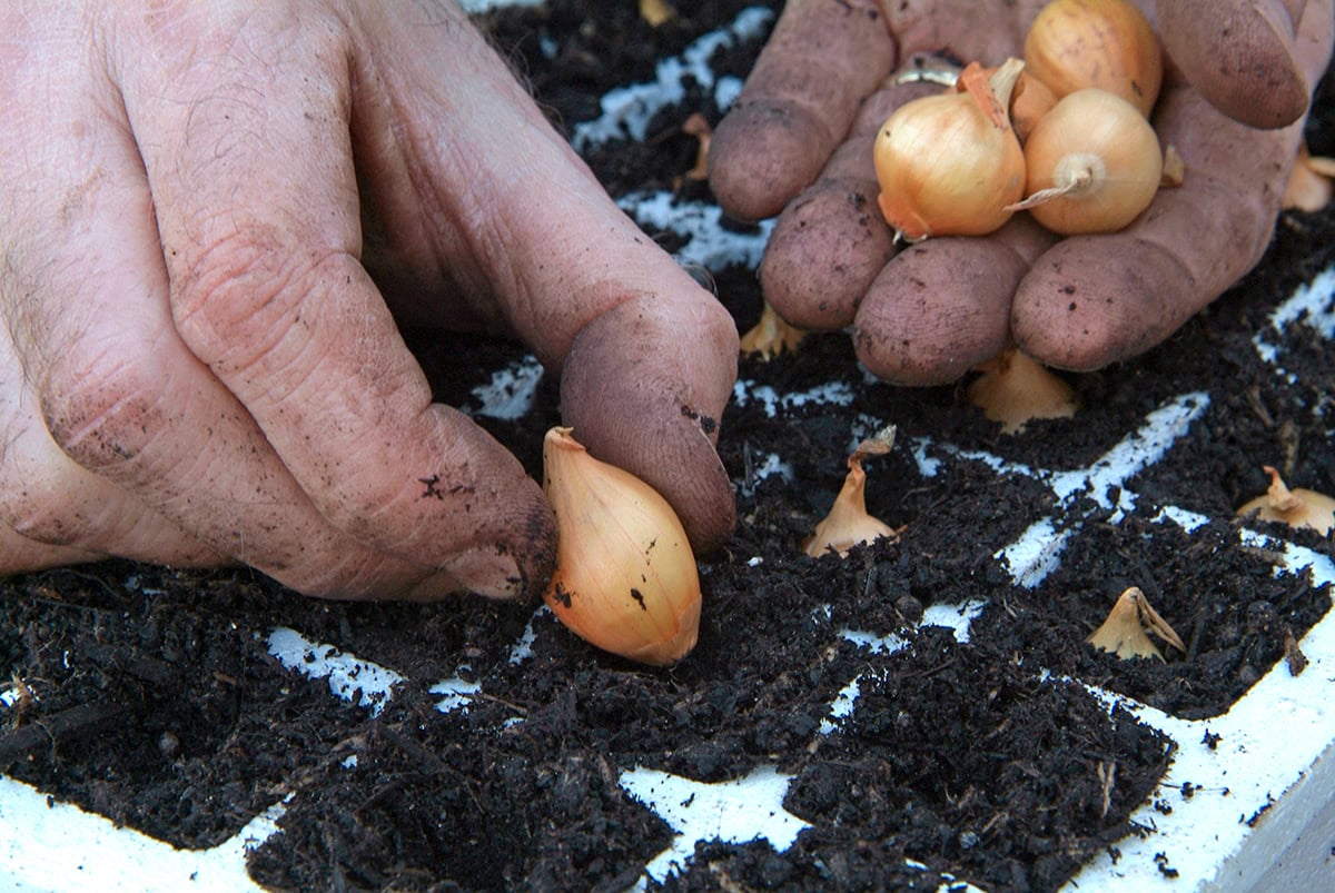 Pootuien worden in zaaitray gepoot