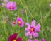 Roze bloemen met vederachtige blaadjes