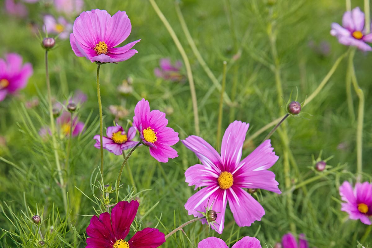 Roze bloemen met vederachtige blaadjes