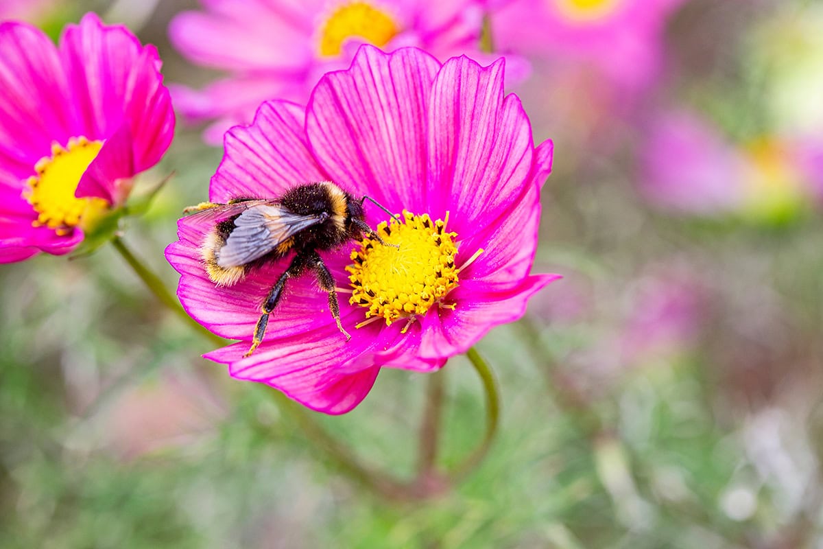 Aardhommel eet van nectar op roze bloem