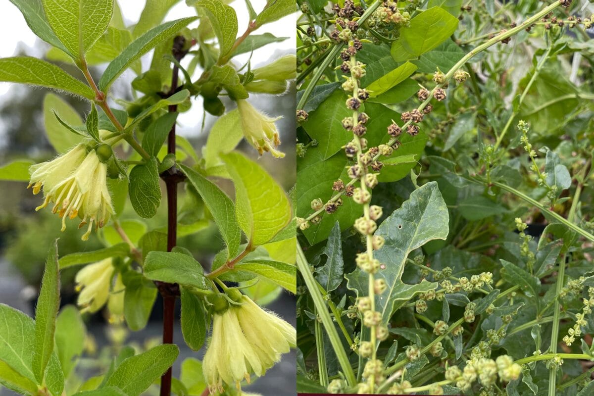 Honingbes en ziebiet in de eetbare tuin.