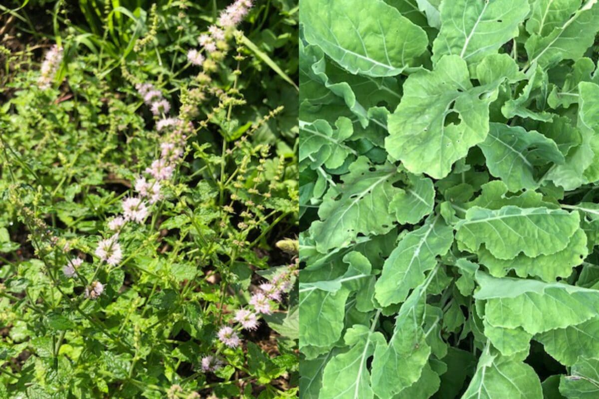 Aardbeimunt en eeuwige kool in de eetbare tuin.