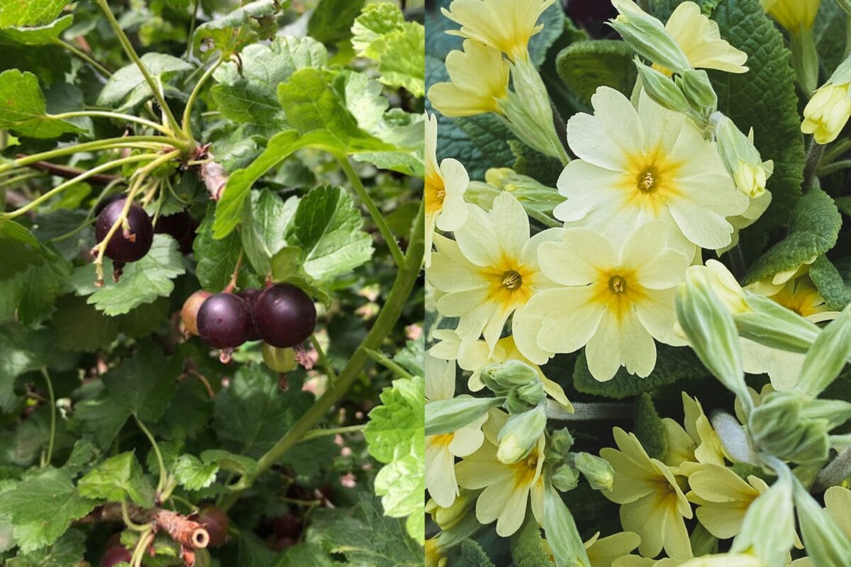 Jostabes en sleutebloem in de eetbare tuin.
