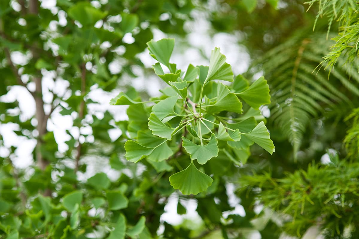 Close-up van een ginkgo-blad.