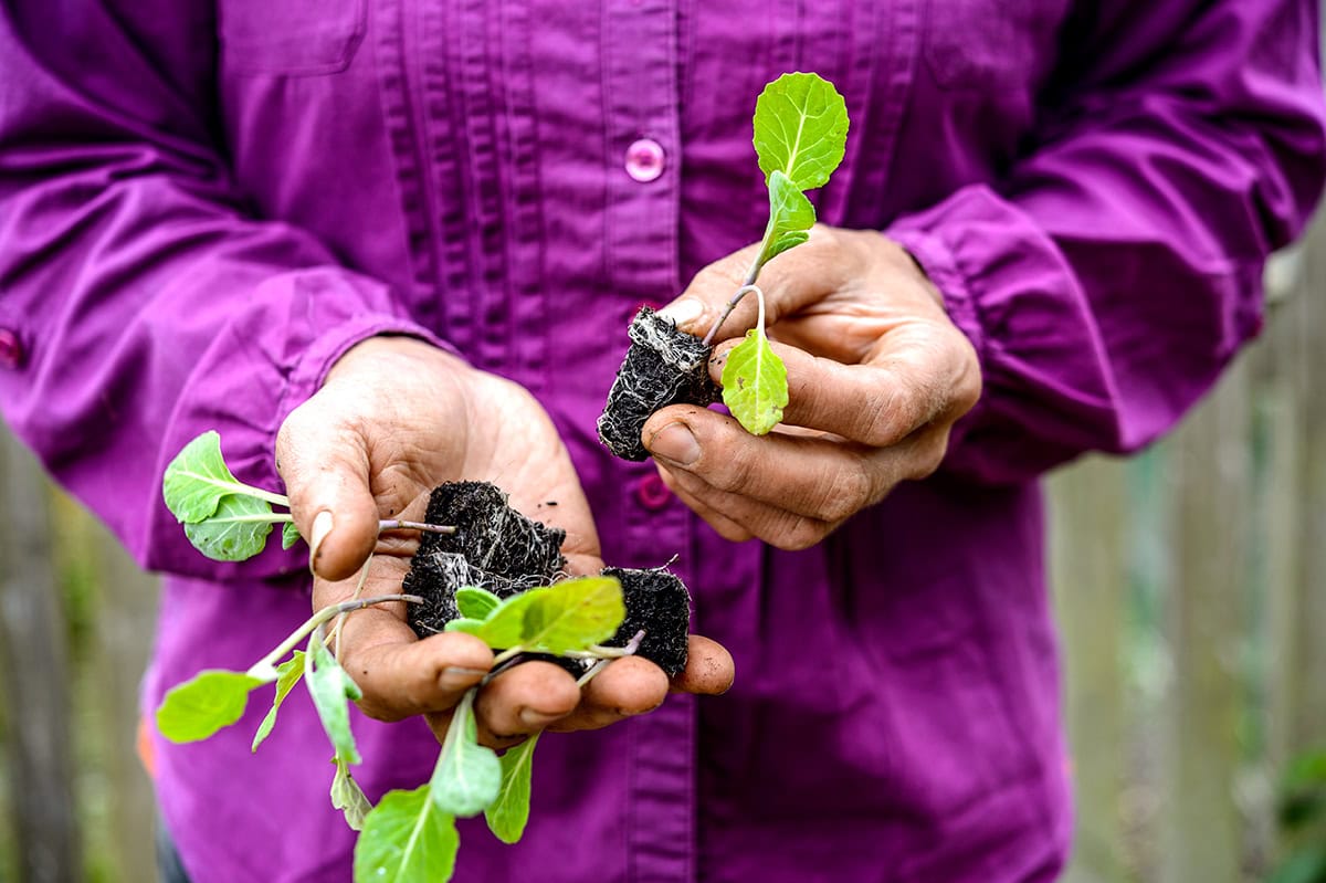 handen met drie zaailingen van spruitjes erin