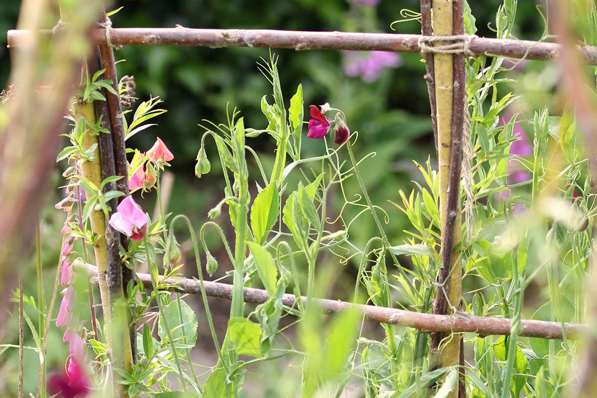 Roze klimbloemen aan wilgentakken