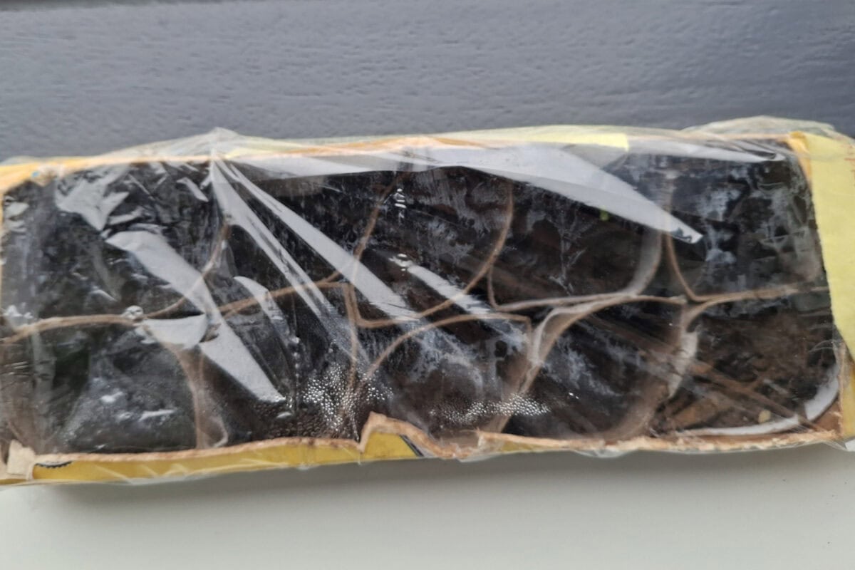 Iemand heeft een melkpak opengeknipt om erin te zaaien, in wc-rolletjes, met plastic erom.