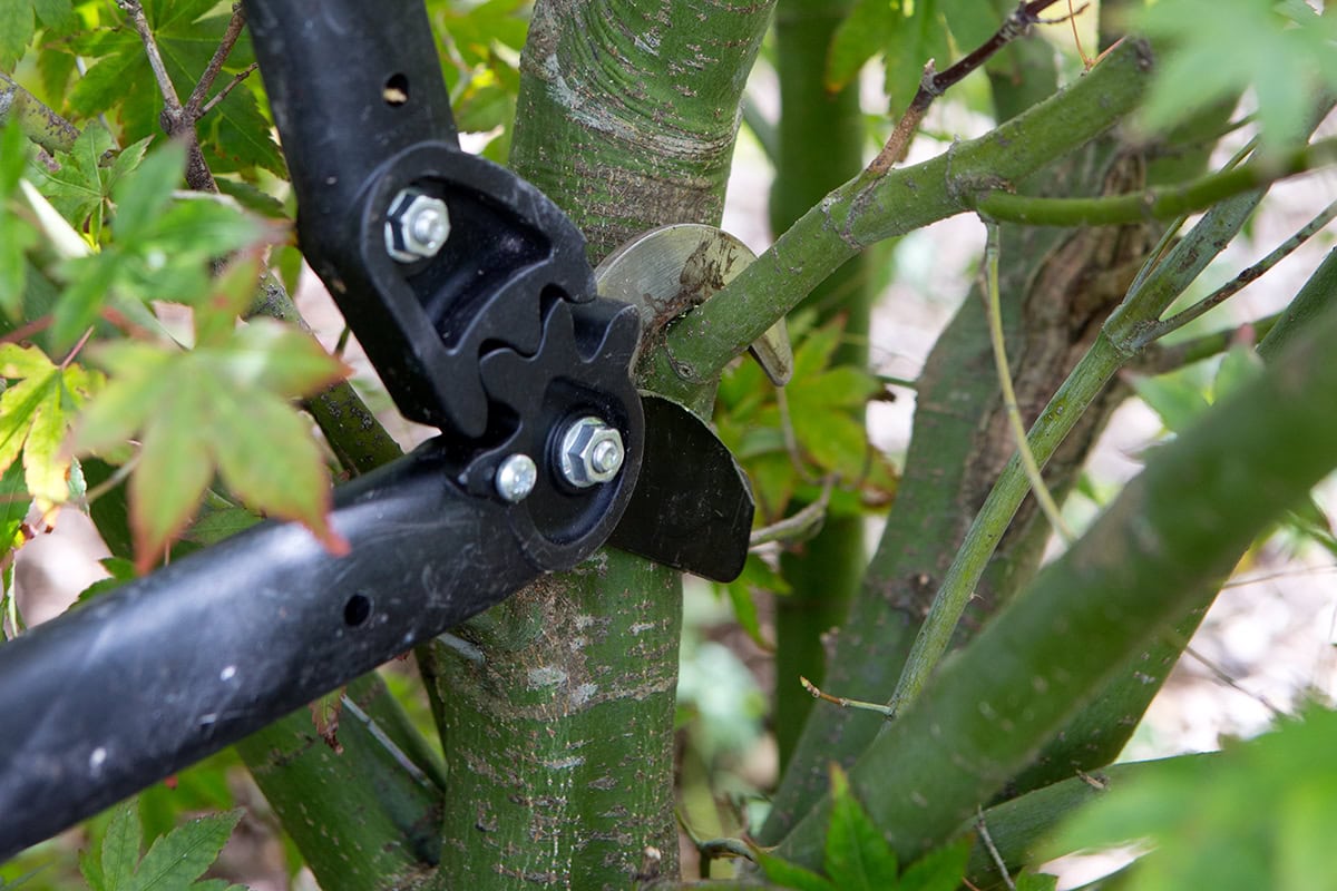 Grote takkenschaar knipt in tak van esdoorn