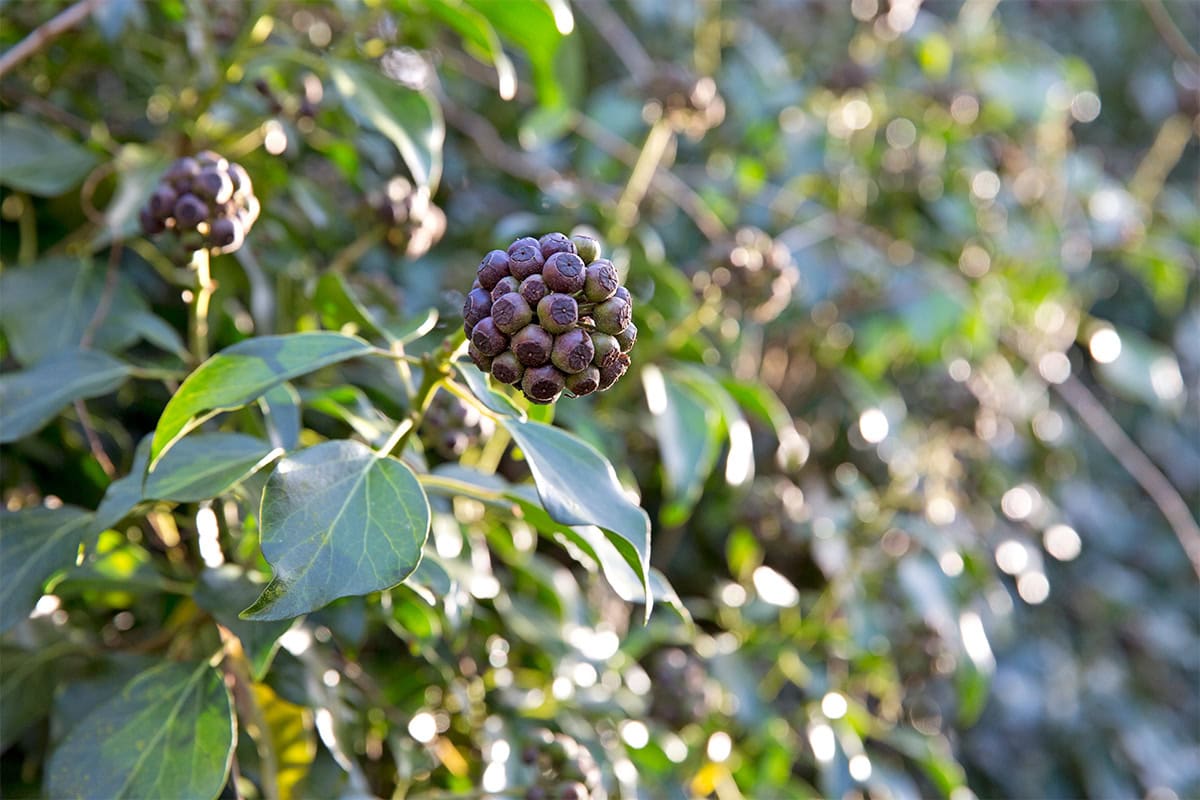 Zwarte bessen aan klimplant met groene bladeren
