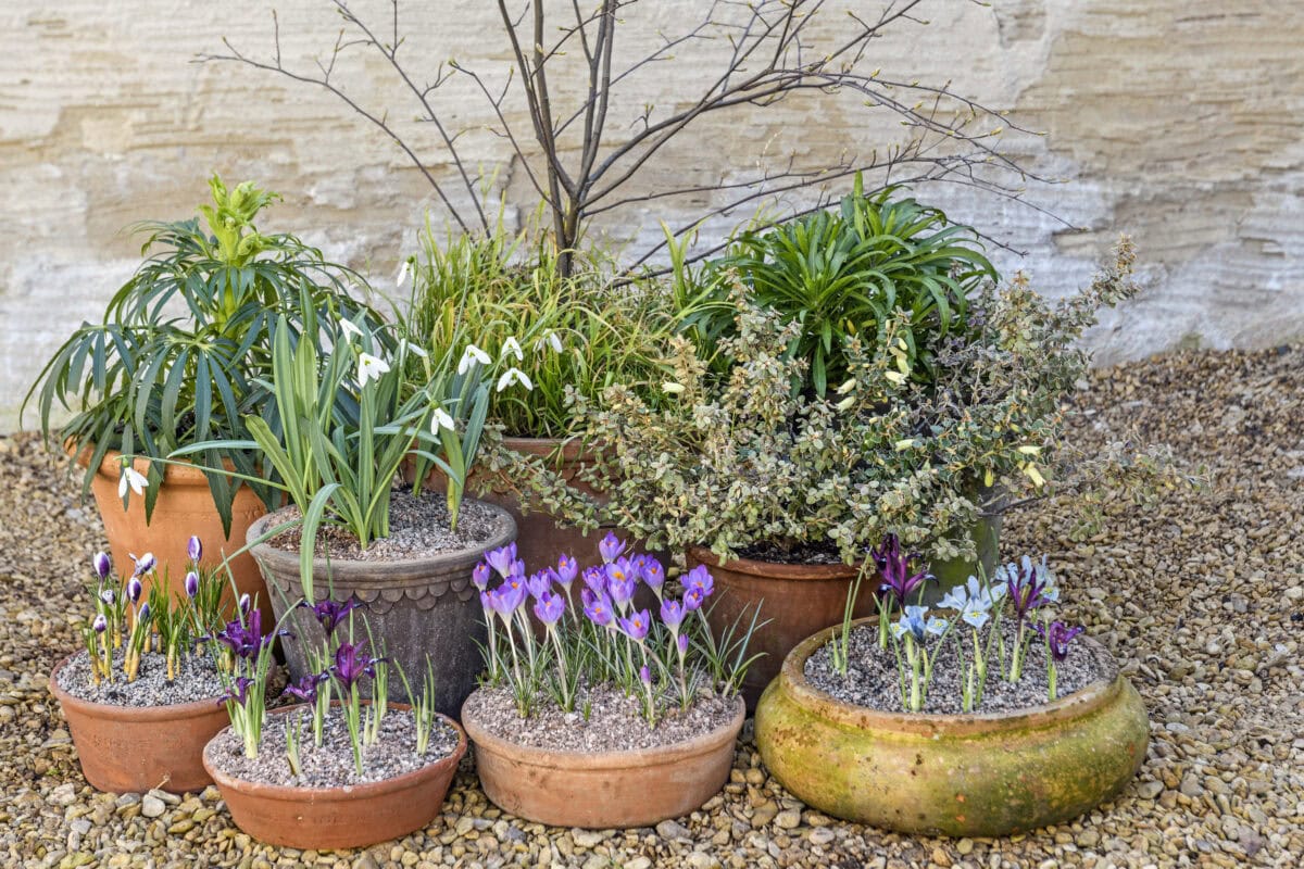 Verschillende vroege bloeiers in potten, zoals dwergiris, sneeuwklokjes en krokus, samen met helleborus en muurbloem.