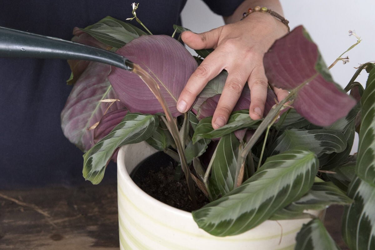 Iemand geeft een kamerplant vloeibare plantenvoeding uit een gieter.