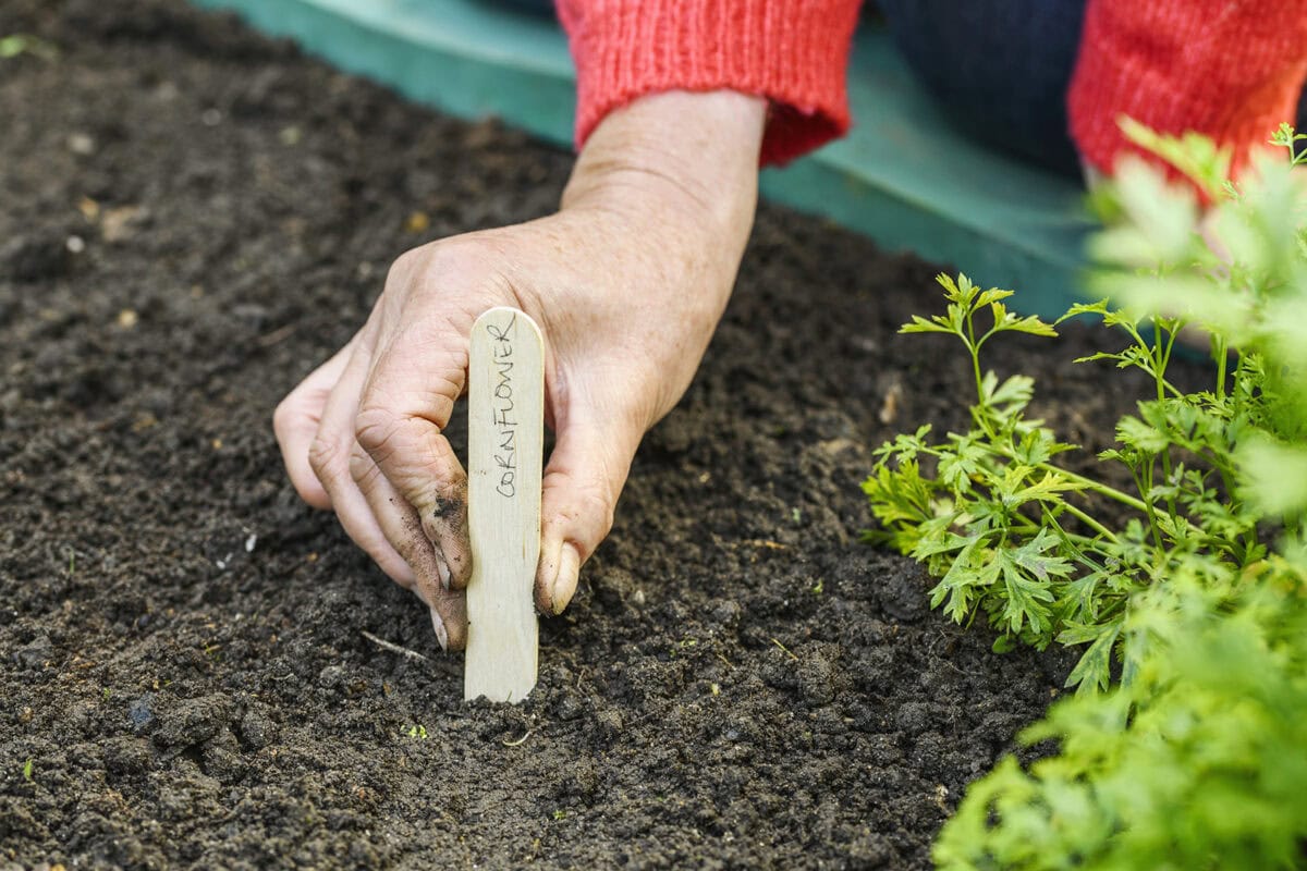 Iemand zet een houten plantenlabel in de grond.
