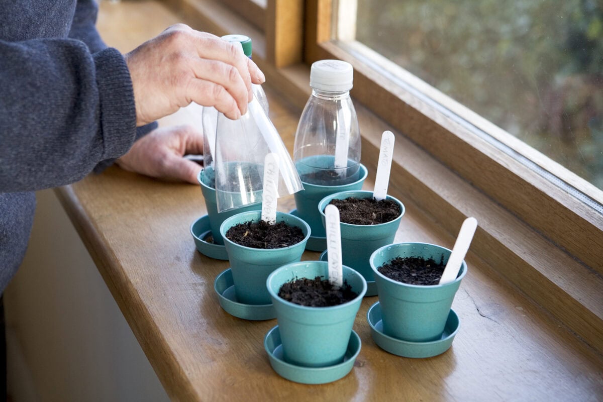 Gehalveerde plastic flesjes over zaaipotjes.