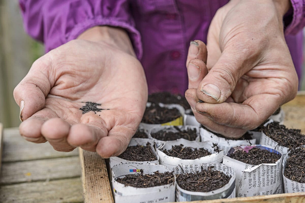 Iemand zaait zaadjes in potjes van krantenpapier