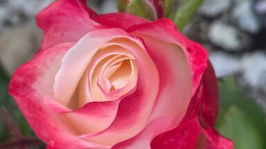 De rozerode roos die Jane van haar partner kreeg.