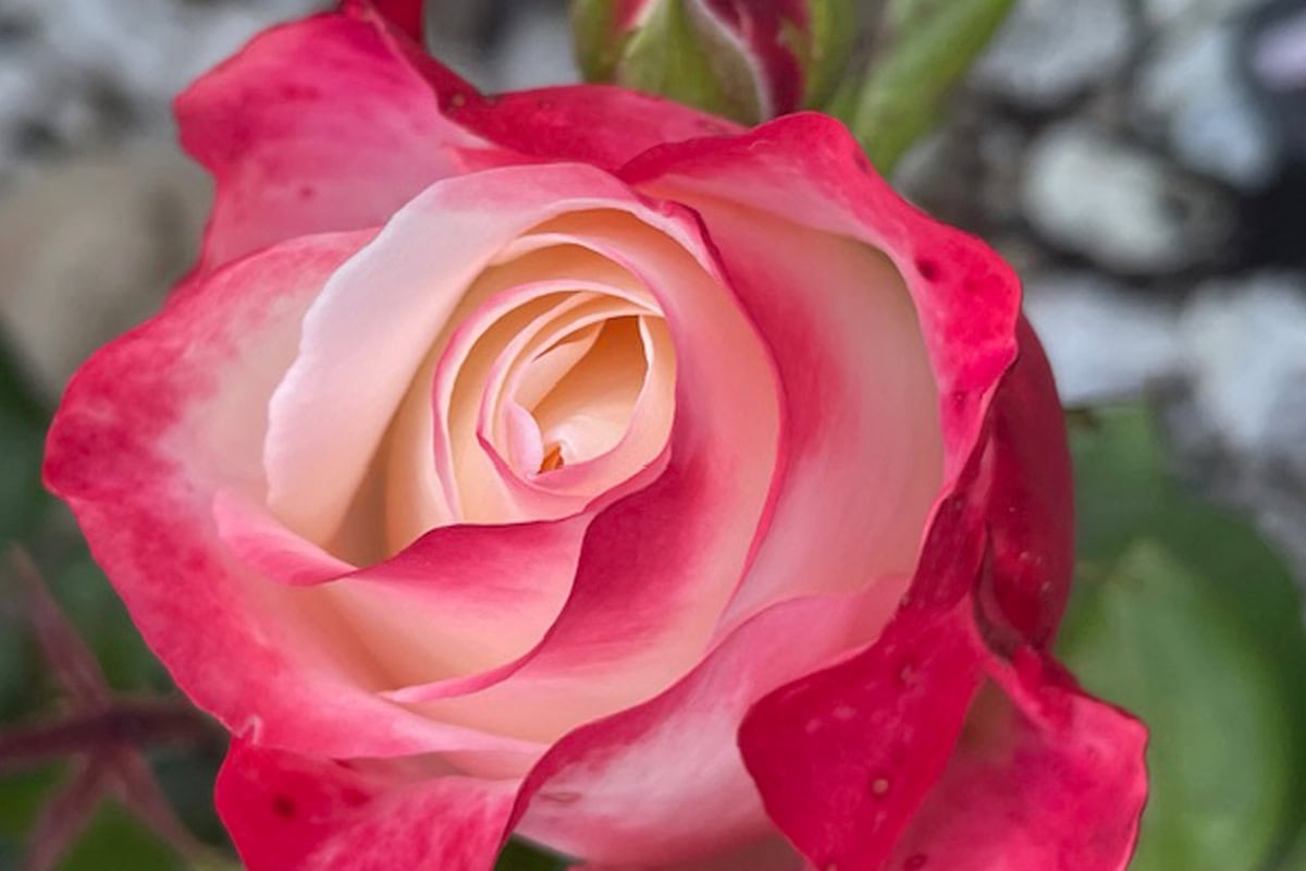 De rozerode roos die Jane van haar partner kreeg.