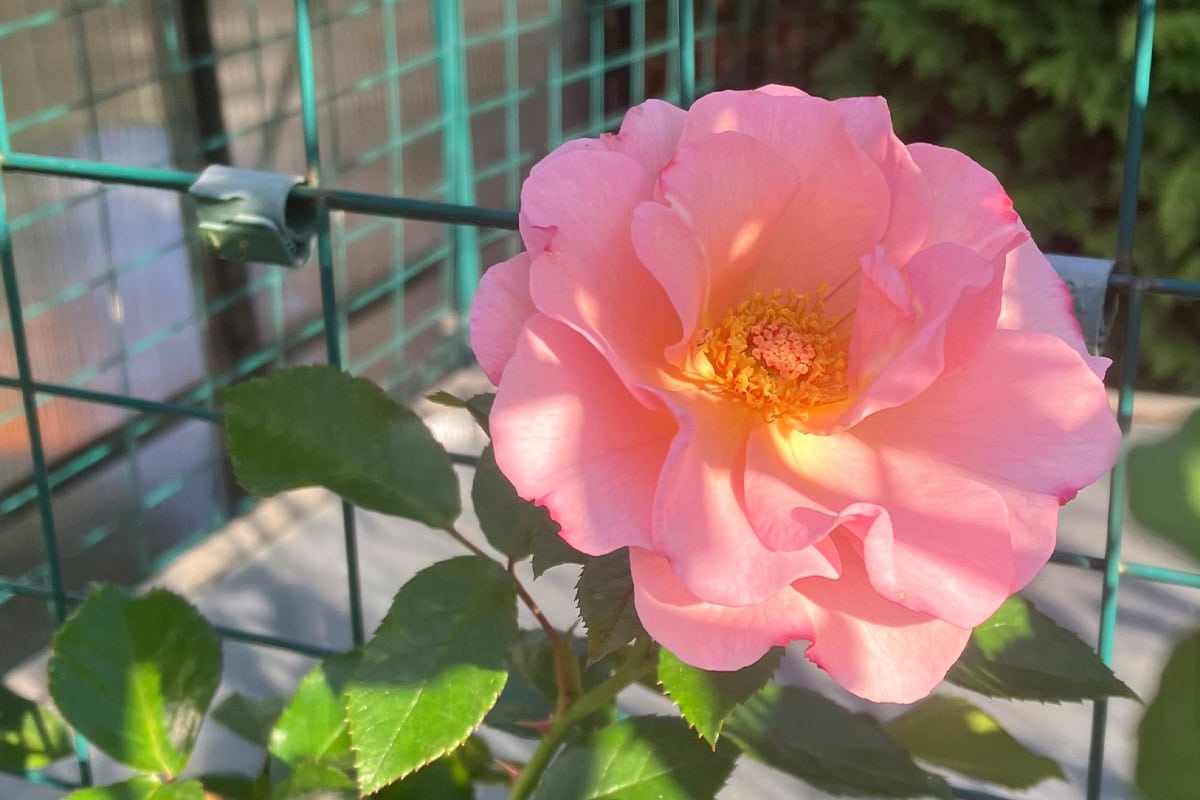 Een close-up van de roze roos 'Checkmate'.