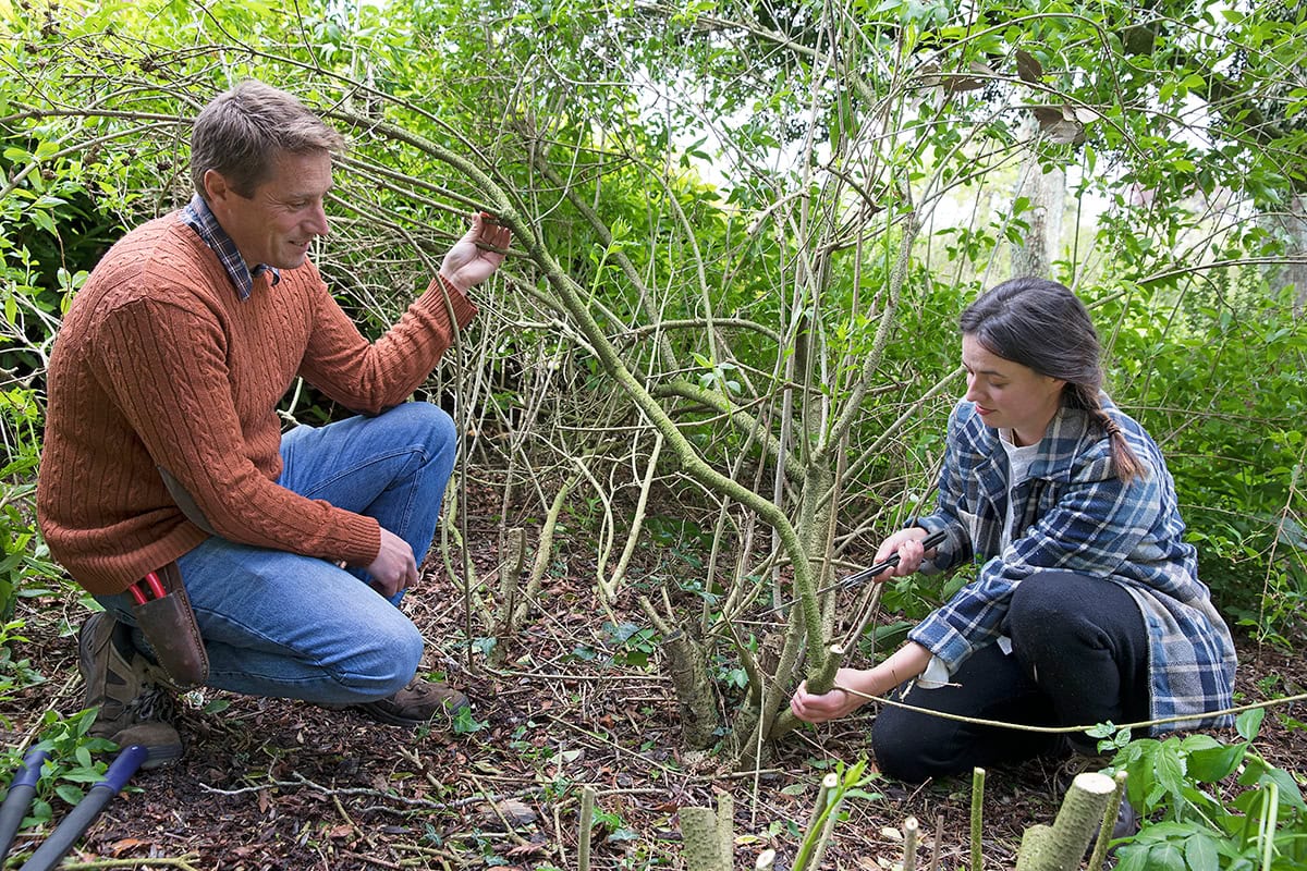 man en vrouw zagen samen struik