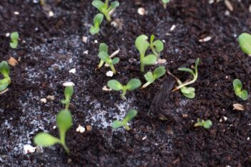 Schimmel op zaaigrond.