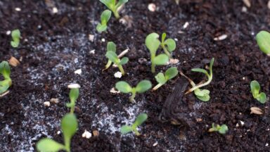 Schimmel op zaaigrond.