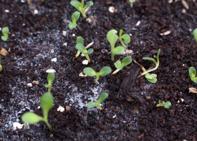 Schimmel op zaaigrond.