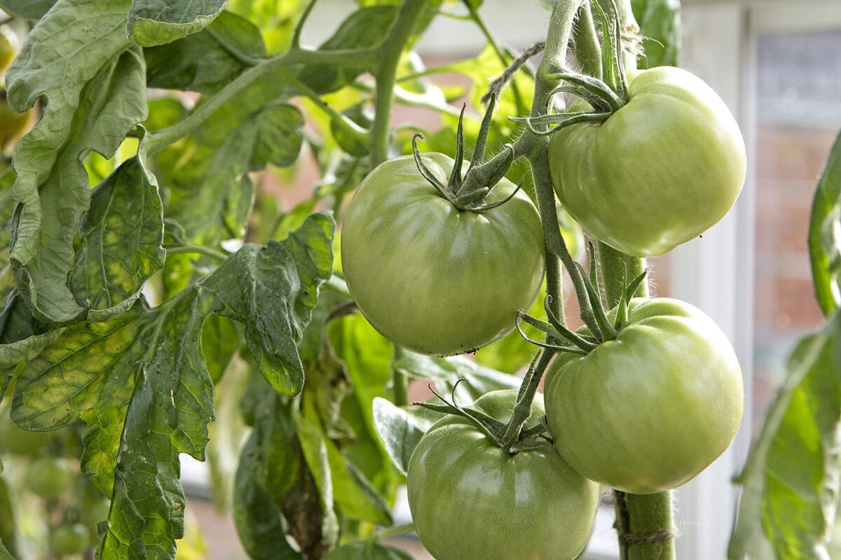 Groene tomaten rijpen aan de plant in de moestuin.