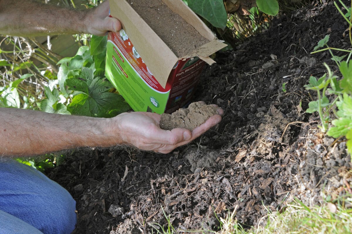 Iemand strooit organische mestpoeder uit een pak in de tuin