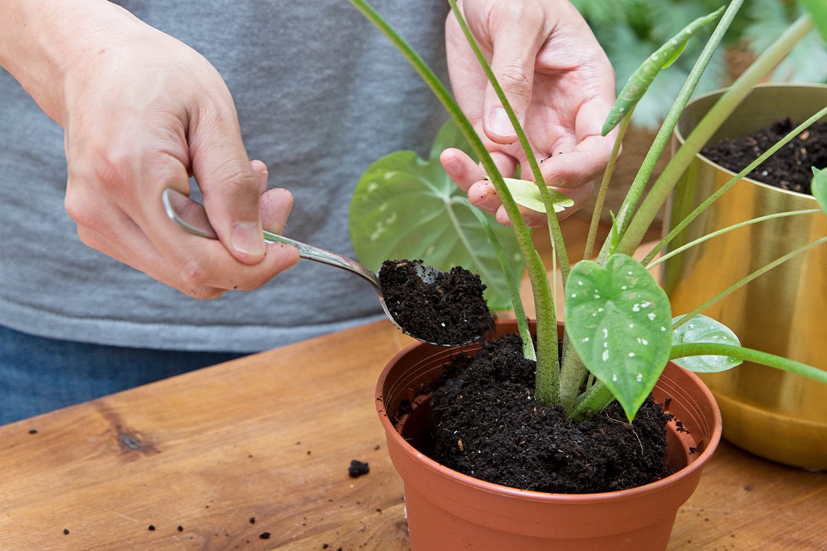 Twee handen voegen verse potgrond toe als bovenlaag van potgrond van een kamerplant.