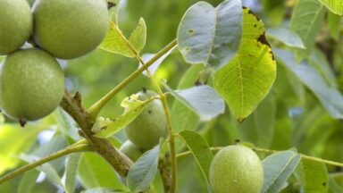 Close-up van walnoten in een walnotenboom.