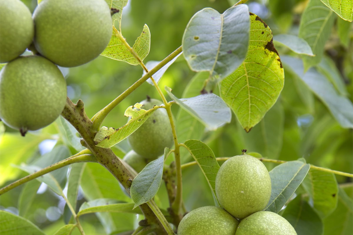 Close-up van walnoten in een walnotenboom.
