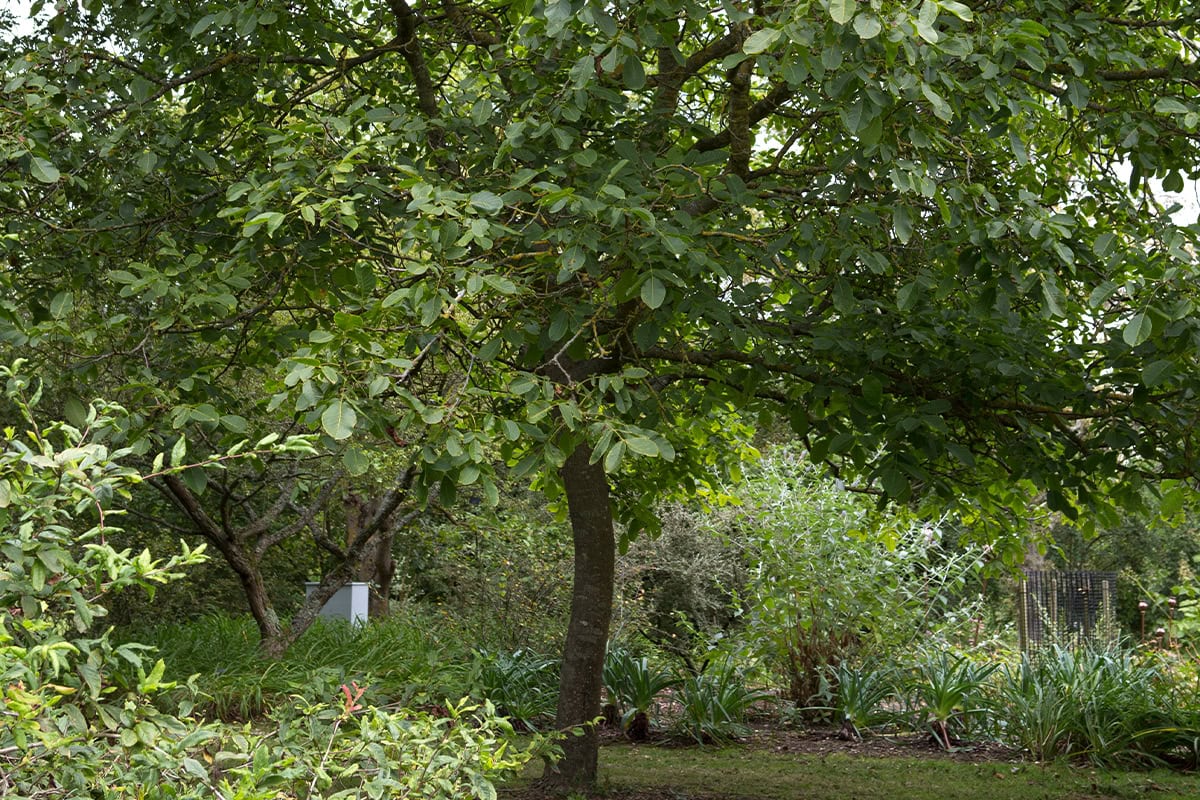 Een walnotenboom van ver weg,