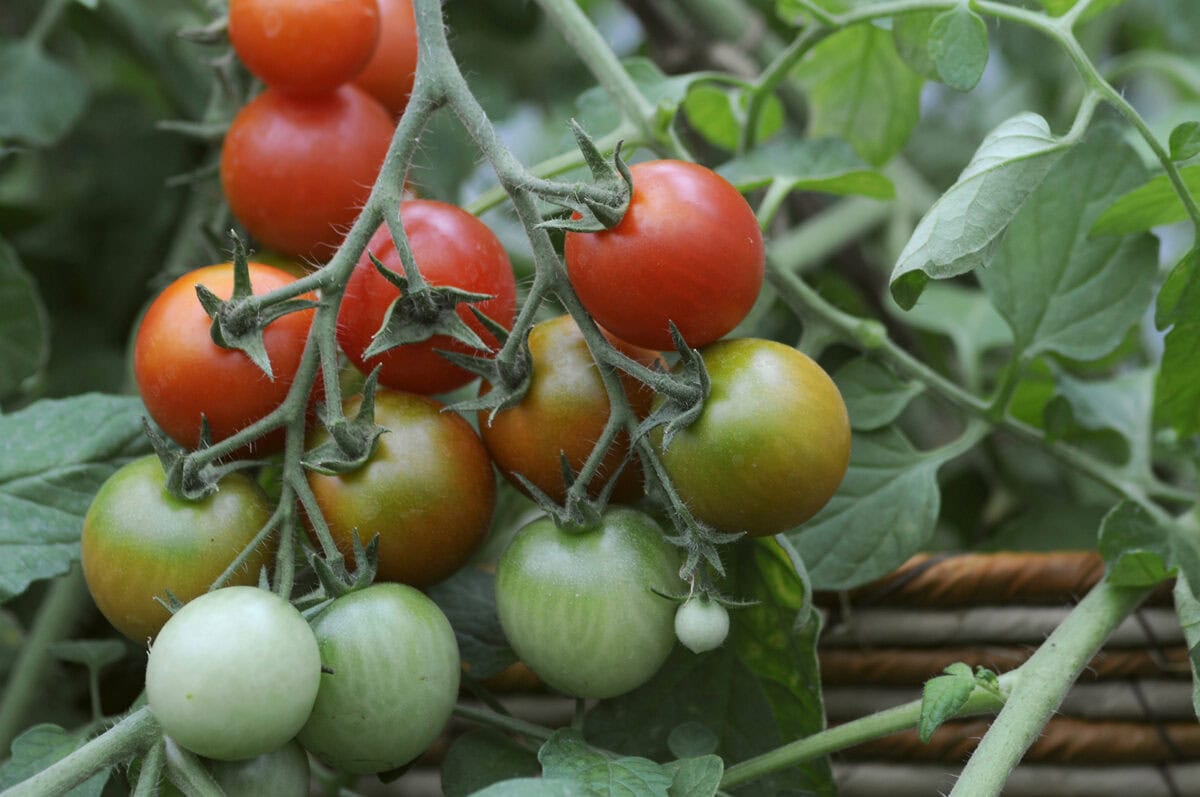 Rode, oranje en groene tomaten aan een tomatenplant in de moestuin.