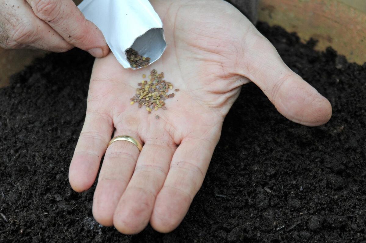 Kleine zaadjes vanuit een zakje in de hand.