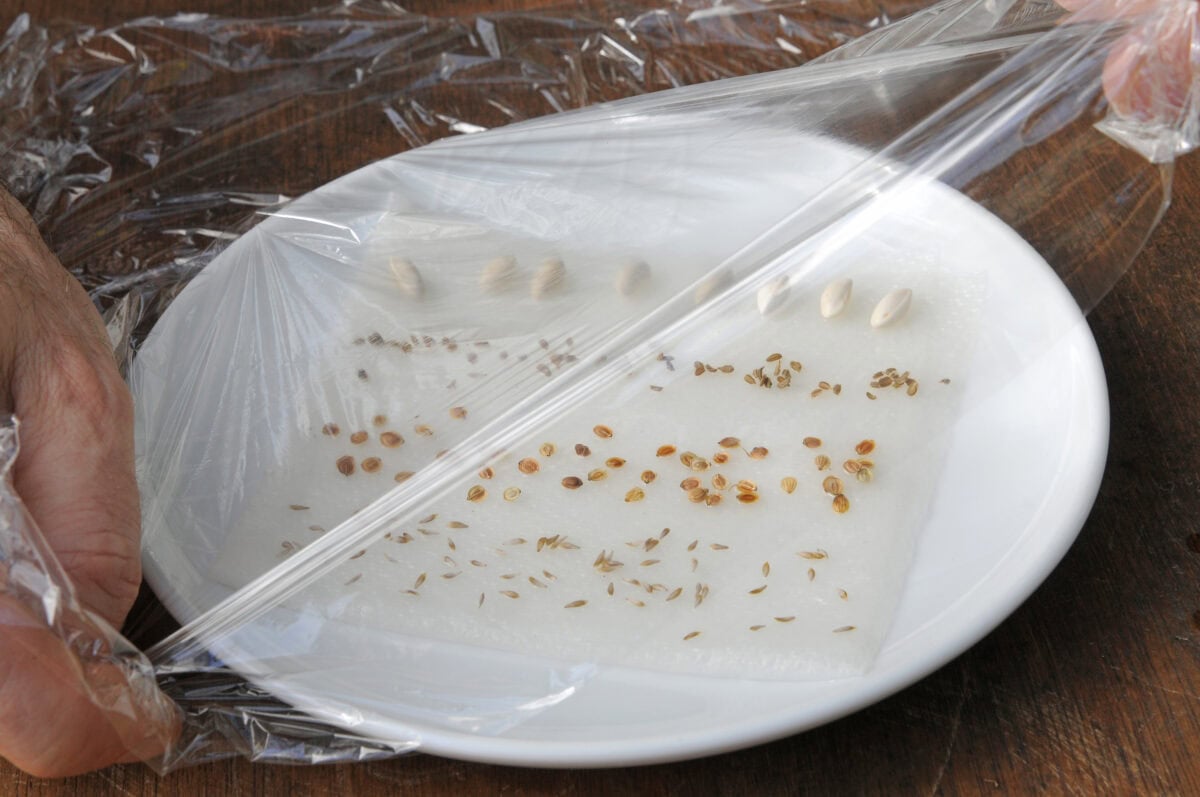 Een bordje met keukenpapier en zaden, met plastic eroverheen.