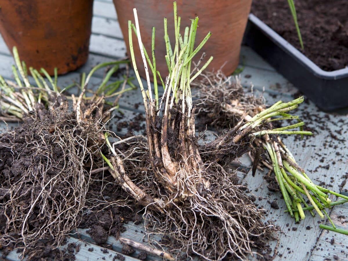 goedkoop moestuinieren: deel vaste kruidenplanten